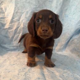 Boy 1 - Chocolate and tan male Dachshund puppy in Galax, Virginia from Dells  Dachshund’s