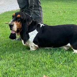 Clyde - Basset Hound
