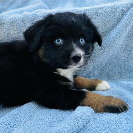 Minimal white male - Black tri male Toy Australian Shepherd puppy in Randleman, North Carolina from Deep River Aussies and Dachshunds