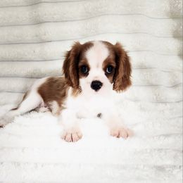 Doritos - Blenheim male Cavalier King Charles Spaniel puppy in Wilburton, Oklahoma from My Kids Kennel