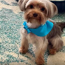 Russet - Yorkshire Terrier