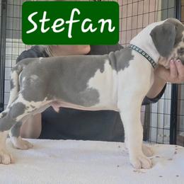 Stefan - Blue and white male Great Dane puppy in Longview, Texas from Lazy A Danes