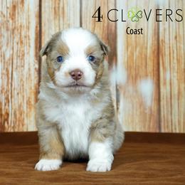 Coast - Red merle male Miniature American Shepherd puppy in Carlisle, Pennsylvania from 4 Clovers Kennel