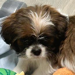 Bandit - Black and white male Shih Tzu puppy in Victorville, California from Precioustzus