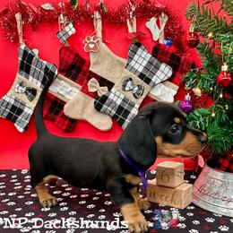 Miss Rayna - Black and tan female Dachshund puppy in Ben Wheeler, Texas from P&P Dachshunds