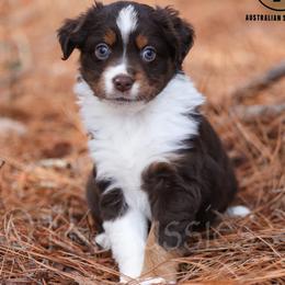 Loretta - RTF - Red tri female Miniature Australian Shepherd puppy in Nacogdoches, Texas from TK Standard, Mini, & Toy Aussies