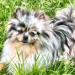 Gracie - Pomeranian