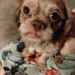 Shih Tzu Puppies from Morningstar's Shih Tzu