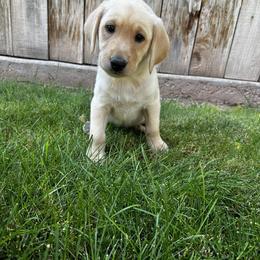 Labrador Retriever Puppies from Stormy River Retrievers