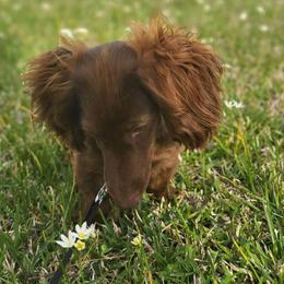 Dachshund Puppies from Lee’s Legendary Lines