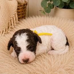 Woodstock - Parti male Poodle puppy in Dover, Delaware from Dogtastic Poodles