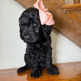 Tortellini - Goldendoodle puppy from Jax Doodles