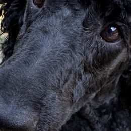 Poodles from Chauffeured Poodles