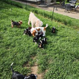 Basset Hound Puppies from Riley Bassett Hounds