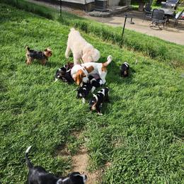 Basset Hound Puppies from Riley Bassett Hounds