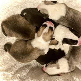 Girl 2 - Black and tan female Pembroke Welsh Corgi puppy in Woodland, Washington from MB Acres Corgis