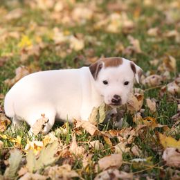 Boy 4 - male Jack Russell Terrier puppy in West Bend, Iowa from Blue Skies Terriers