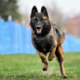 Belgian Tervuren Puppies from SoDak Belgians/ Protégé Belgians