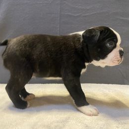 Boston Terrier Puppies from Misty Mountain Boston Terriers