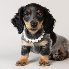Dachshunds from Golden Moose Homestead