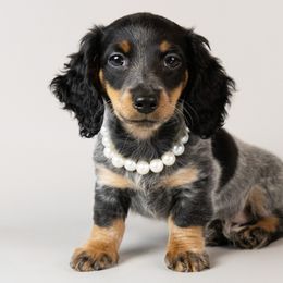 Dachshunds from Golden Moose Homestead