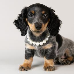 Dachshunds from Golden Moose Homestead