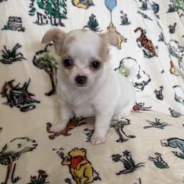 Sarah - Cream and white female Chihuahua puppy in Chesapeake, Virginia from Elsbeth's Chihuahuas