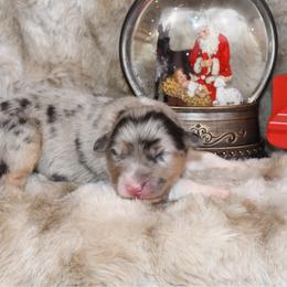 Bretzel - Blue merle female Australian Shepherd puppy in Kirksville, Missouri from BellSharps Australian Shepherds