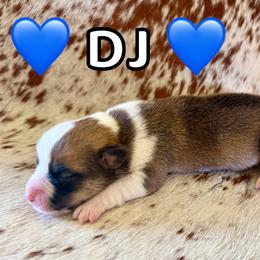 DJ - Red male Pembroke Welsh Corgi puppy in Corning, California from C.H. Pembroke Corgis