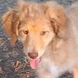 Vivienne - Sable female Aussiedoodle puppy in Grand Saline, Texas from Aussies Acre