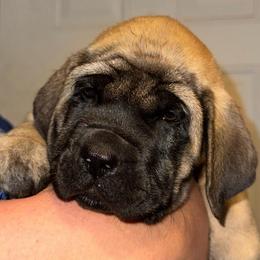 Reina - Fawn female Mastiff puppy in Carthage, Missouri from Mama’s Mastiffs