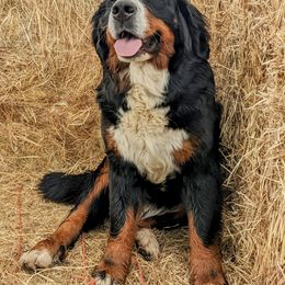 Bernese Mountain Dog All Grown Up from Black Forest Bernese