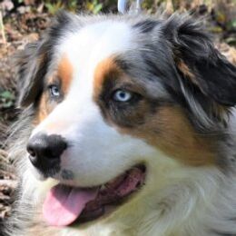 Faith - Australian Shepherd