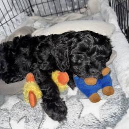 Cavapoo, Cockapoo, Goldendoodle, and Maltipoo Puppies from Perdue Puppies