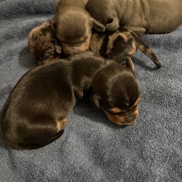 Dachshund Puppies from Dachshund Family Love Breeders