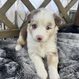 Girl 2: Milan - Red merle female Australian Shepherd puppy in Volant, Pennsylvania from Addie's Aussies