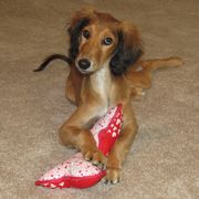 Saluki Puppies from Kushiel Salukis