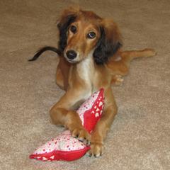 Saluki Puppies from Kushiel Salukis