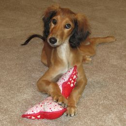 Saluki Puppies from Kushiel Salukis