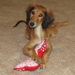 Saluki Puppies from Kushiel Salukis