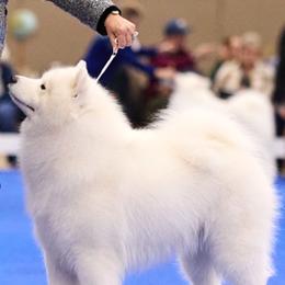 Mcgee - Samoyed