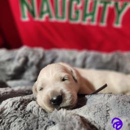 Purple - Golden female Golden Retriever puppy in Lucasville, Ohio from Halo Kennels
