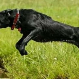 Golden Retrievers and Labrador Retrievers from James River Labrador Retrievers and Golden Retrievers