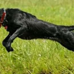 Golden Retrievers and Labrador Retrievers from James River Labrador Retrievers and Golden Retrievers