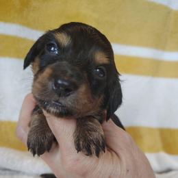 Girl 3 - Black and tan female Dachshund puppy in Clayton, Indiana from Love Struck Miniature Dachshunds