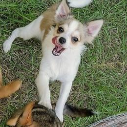 Leo - Chihuahua