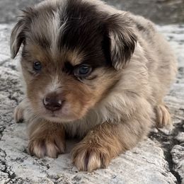 Taffy - Red merle female Miniature Australian Shepherd puppy in Godley, Texas from Nana and Paws Aussies