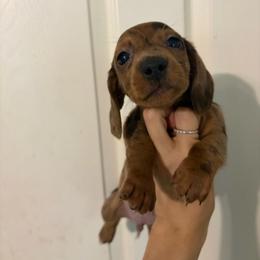 Rival - Dapple male Dachshund puppy in Conroe, Texas from R&M Dachshunds