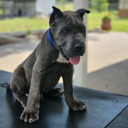 Cane Corso Puppies from Jolaw Kennel
