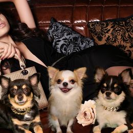Chihuahuas from Couture Companions